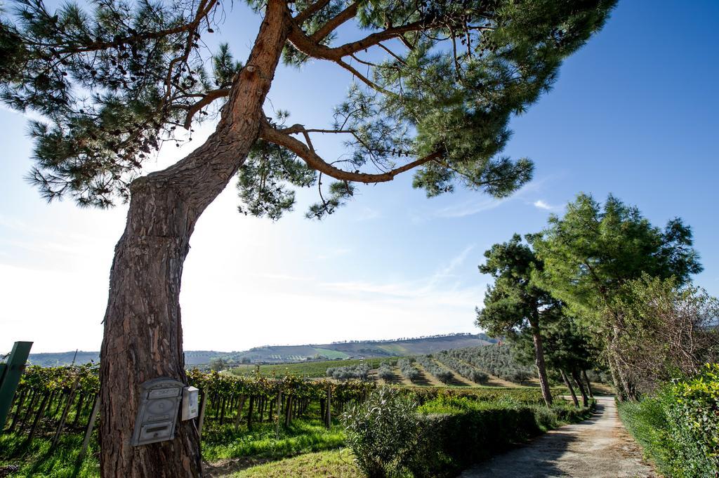 Masseria Del Vino 洛雷托·阿普鲁蒂诺 外观 照片